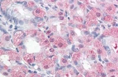 Immunohistochemistry-Paraffin: ERMP1 Antibody [NBP3-14316] - ERMP1 antibody IHC of human stomach. Immunohistochemistry of formalin-fixed, paraffin-embedded tissue after heat-induced antigen retrieval.